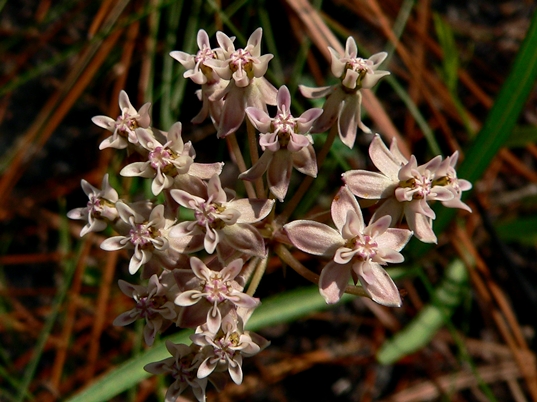 {Asclepias michauxii}